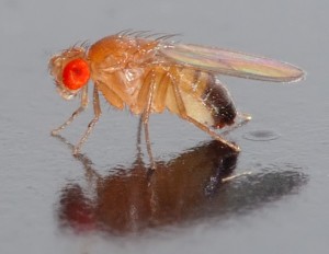 Drosophila_melanogaster_-_side_(aka)